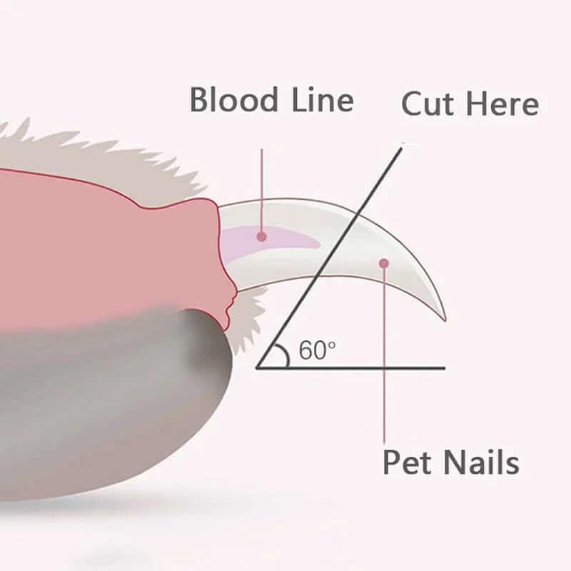 Diagram showing safe pet nail trimming with a Pet Nail Clipper with Led Light