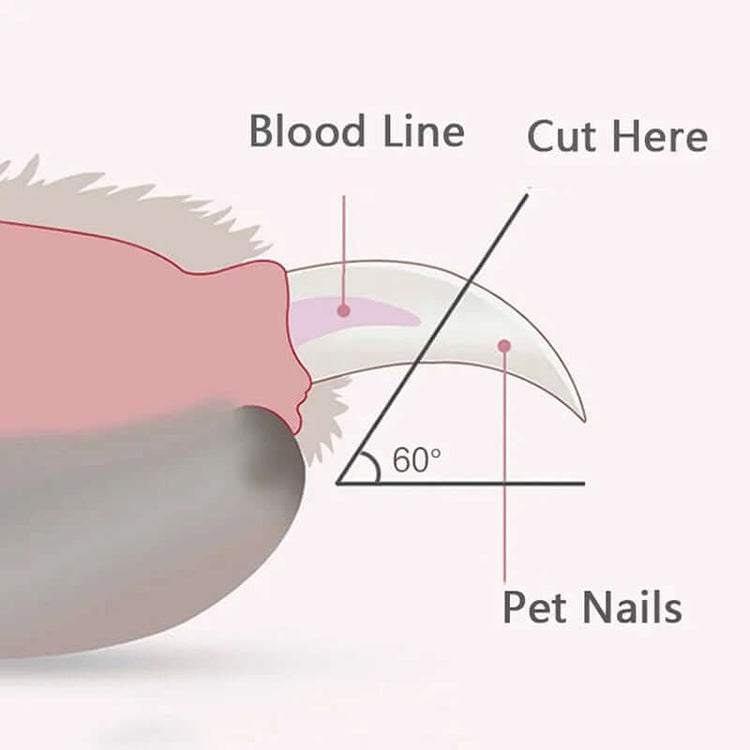 Diagram showing safe pet nail trimming with a Pet Nail Clipper with Led Light